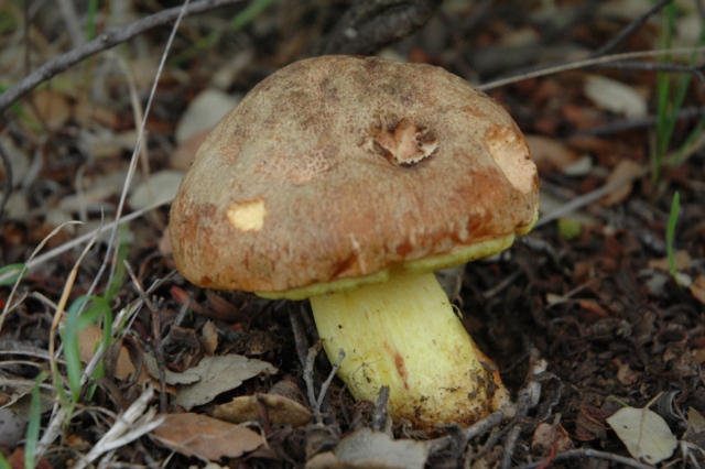 Boletus depilatus?